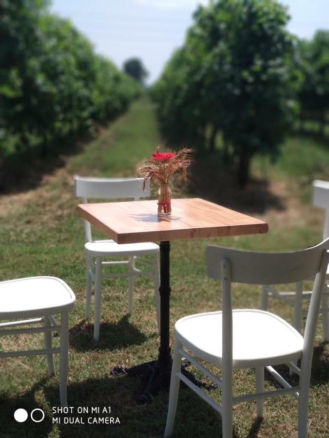 Agriturismo Vitae Fabbrico Esterno foto